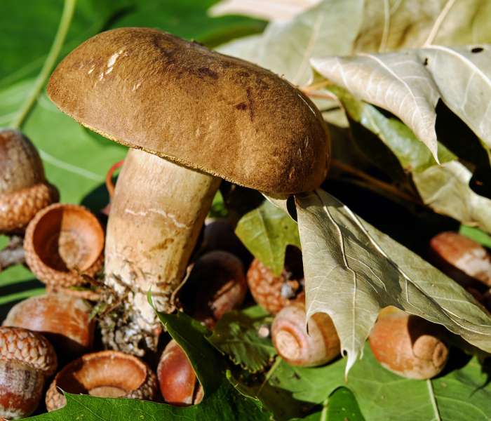  Cueillir et déguster des champignons à Rupt-sur-Saône 